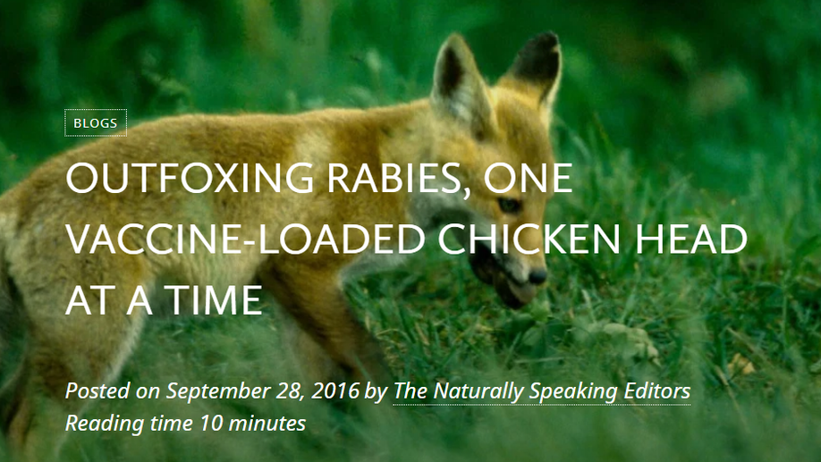 Outfoxing Rabies: one vaccine-loaded chicken head at a time