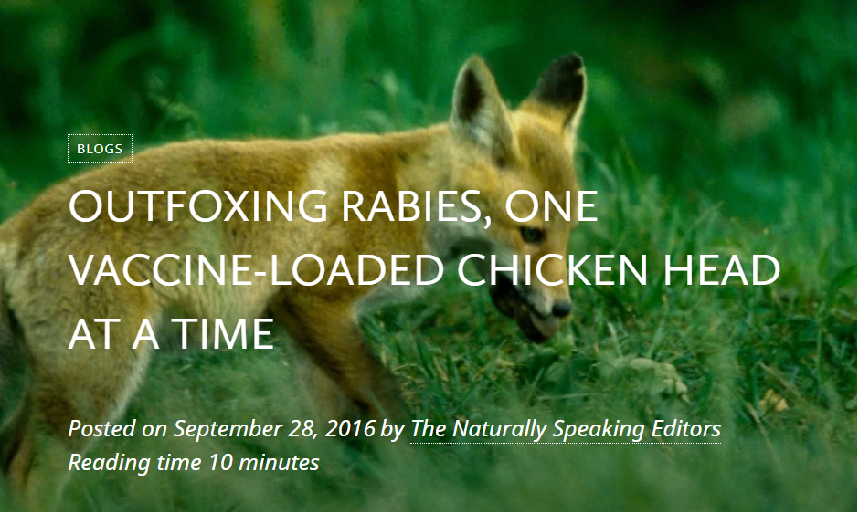 Outfoxing Rabies one vaccineloaded chicken head at a time Laurie